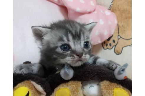 成約済の埼玉県のアメリカンショートヘア-36671の4枚目