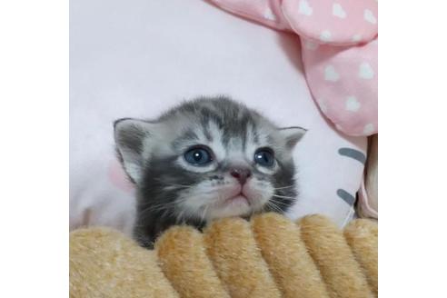 成約済の埼玉県のアメリカンショートヘア-36673の3枚目