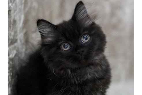 成約済の東京都のサイベリアン-33736の4枚目