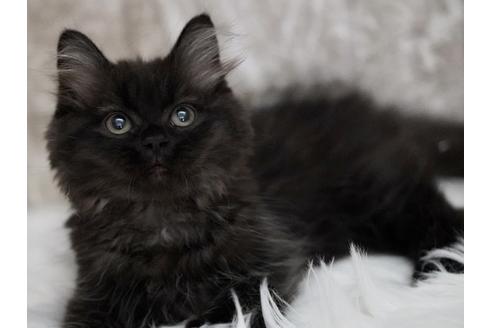 成約済の東京都のサイベリアン-33736の1枚目