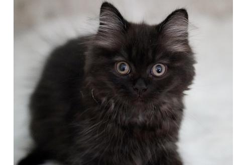 成約済の東京都のサイベリアン-33736の5枚目