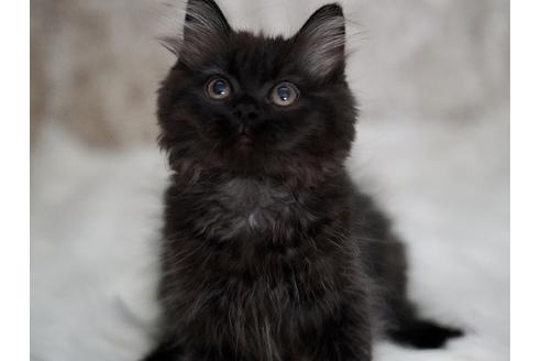 成約済の東京都のサイベリアン-33736の3枚目