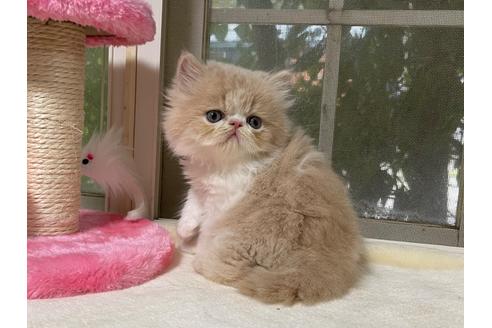 成約済の山梨県のエキゾチックショートヘア-36908