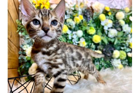 成約済の愛媛県のベンガル-36958の33枚目