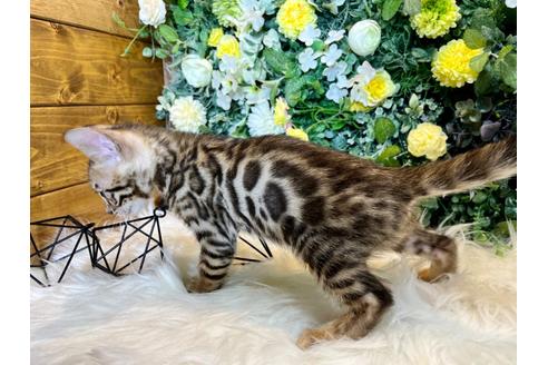 成約済の愛媛県のベンガル-36958の28枚目