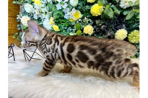 成約済の愛媛県のベンガル-36958の27枚目