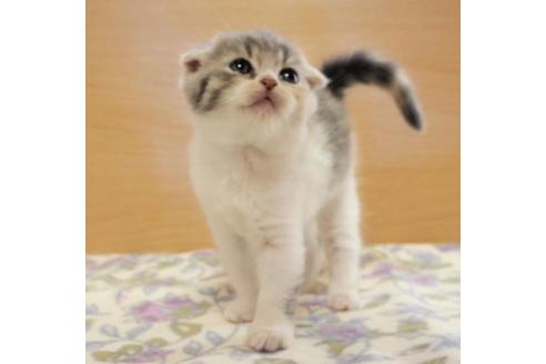 成約済の三重県のスコティッシュフォールド-36960の1枚目