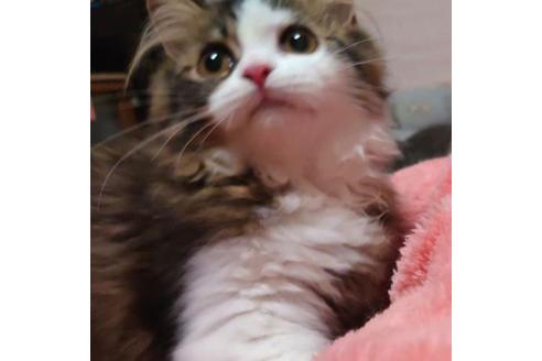 成約済の愛知県のペルシャ-37015の4枚目