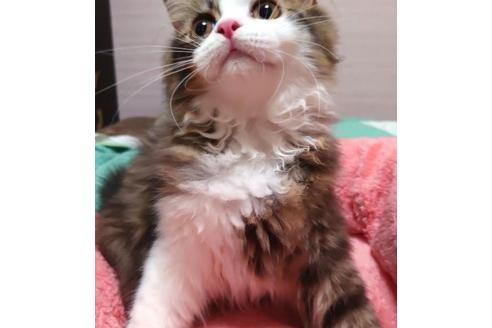 成約済の愛知県のペルシャ-37015の1枚目