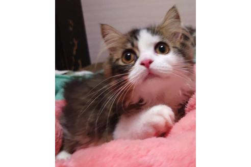 成約済の愛知県のペルシャ-37015の5枚目