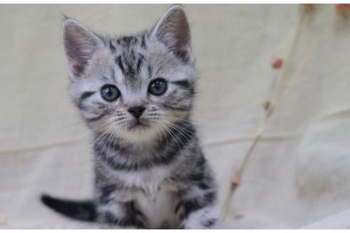 愛知県でアメリカンショートヘアの子猫を探す 子猫ブリーダーナビ