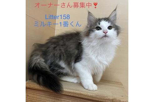 成約済の静岡県のノルウェージャンフォレストキャット-37078の4枚目