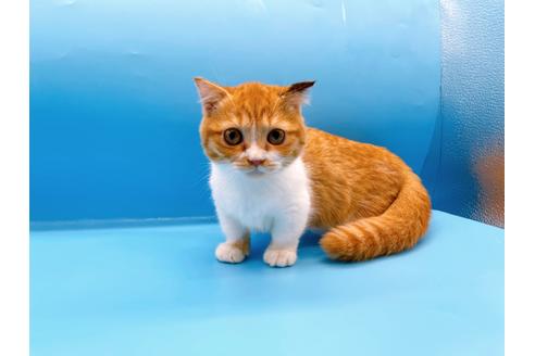 成約済の東京都のマンチカン-35624の1枚目