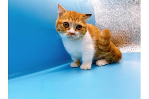 成約済の東京都のマンチカン-35624の2枚目