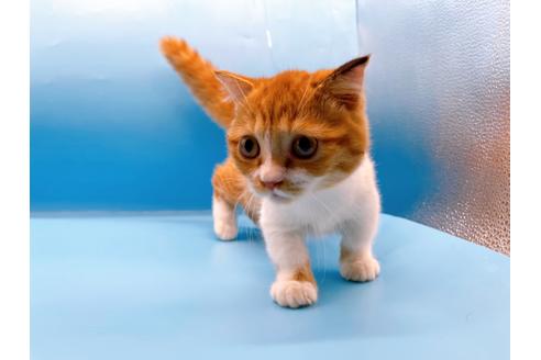 成約済の東京都のマンチカン-35624の3枚目