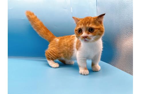 成約済の東京都のマンチカン-35624の4枚目