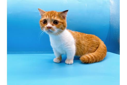 成約済の東京都のマンチカン-35624の5枚目