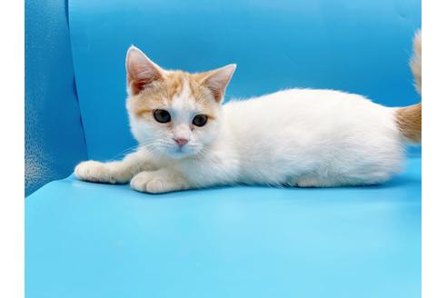 成約済の東京都のマンチカン-35627の2枚目