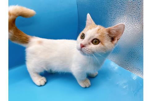 成約済の東京都のマンチカン-35627の3枚目