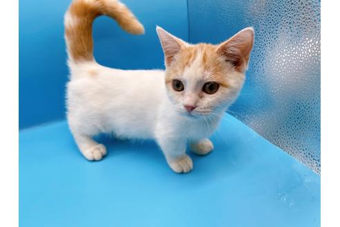 成約済の東京都のマンチカン-35627の4枚目