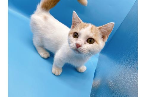 成約済の東京都のマンチカン-35627の1枚目