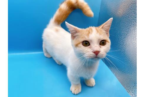 成約済の東京都のマンチカン-35627の5枚目