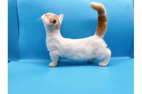 成約済の東京都のマンチカン-35627の6枚目