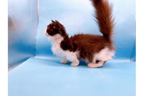 成約済の東京都のマンチカン-31107の10枚目