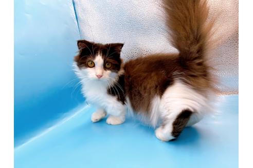 成約済の東京都のマンチカン-31107の9枚目