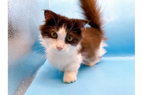 成約済の東京都のマンチカン-31107の8枚目