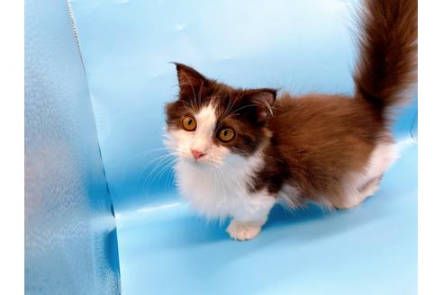 成約済の東京都のマンチカン-31107の7枚目