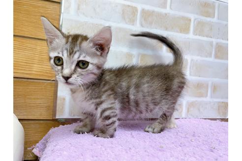 成約済の東京都のマンチカン-35634の4枚目