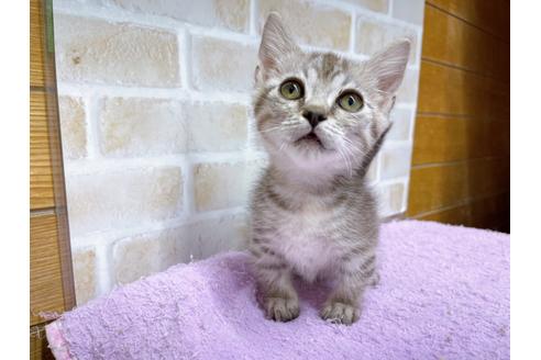 成約済の東京都のマンチカン-35634の5枚目