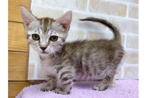 成約済の東京都のマンチカン-35634