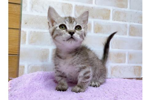 成約済の東京都のマンチカン-35634の6枚目