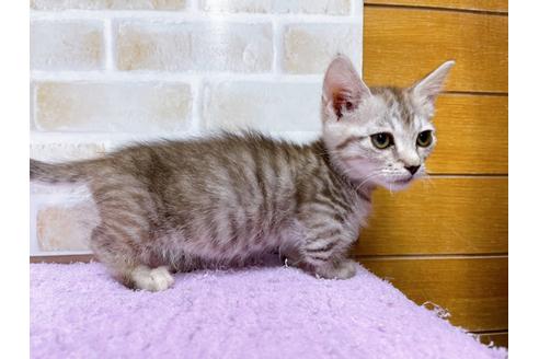 成約済の東京都のマンチカン-35634の7枚目