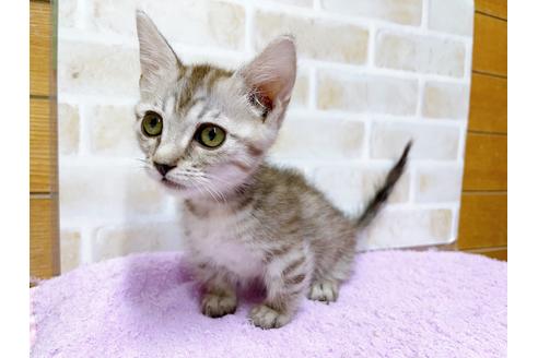 成約済の東京都のマンチカン-35634の2枚目