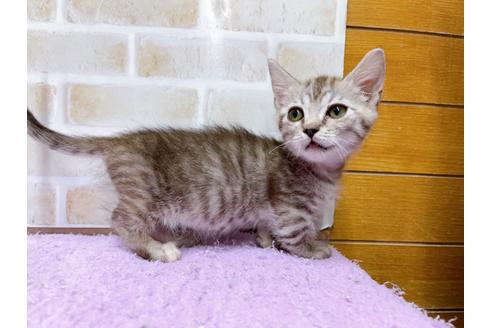 成約済の東京都のマンチカン-35634の3枚目