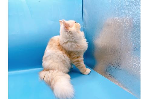 成約済の東京都のエキゾチックロングヘア-28833の3枚目