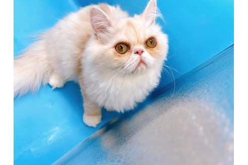 成約済の東京都のエキゾチックロングヘア-28833の4枚目