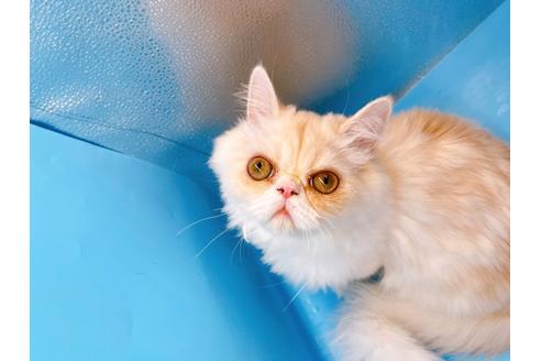 成約済の東京都のエキゾチックロングヘア-28833の2枚目