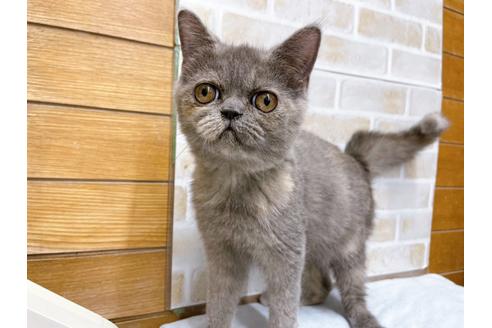 成約済の東京都のエキゾチックショートヘア-31109の4枚目