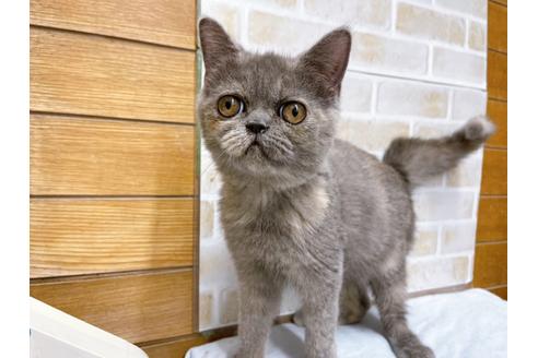 成約済の東京都のエキゾチックショートヘア-31109の5枚目