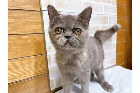 成約済の東京都のエキゾチックショートヘア-31109