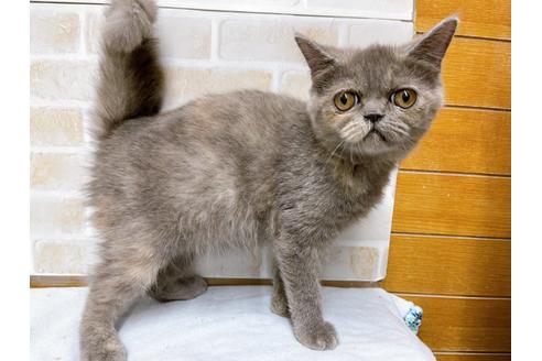 成約済の東京都のエキゾチックショートヘア-31109の2枚目