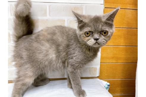 成約済の東京都のエキゾチックショートヘア-31109の3枚目