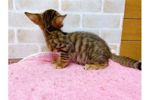 成約済の東京都のトイガー-37117の7枚目