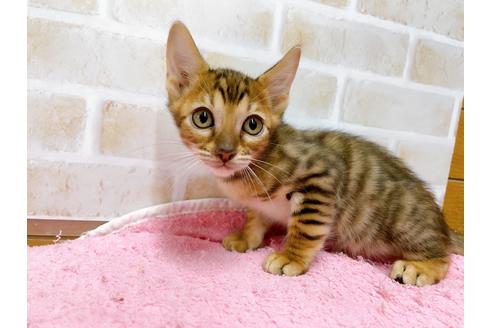 成約済の東京都のトイガー-37117の8枚目