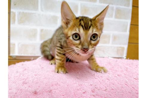 成約済の東京都のトイガー-37117の9枚目