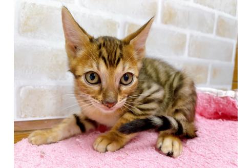 成約済の東京都のトイガー-37117の10枚目